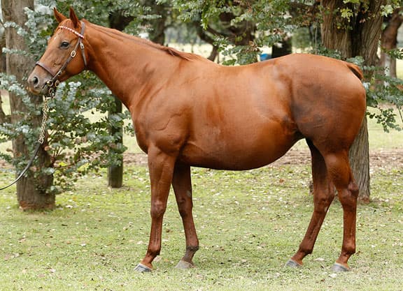 Grand Reward, Son of Serena's Song, Dies at 25 in Argentina